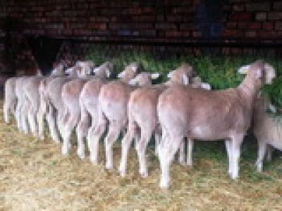 Grupa nove krvne linije na farmi